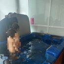 내 돈 내산 가평 보니또 키즈 펜션 솔직후기