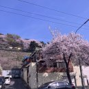 까치꽃 반찬 | 4월 1박 2일 하동여행 + 김해 연지공원 피크닉