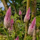 여우꼬리 이미지