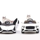 랙돌캐터리 아이돌스 전주고양이분양 이미지