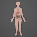 맘스동물약국 | BNR17유산균 덴마크유산균 드시모네유산균 락토핏유산균 엘레나유산균