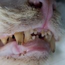 풍산동물병원 이미지