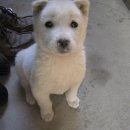 복슬 강아지 이미지