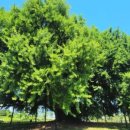 연화동막국수 이미지