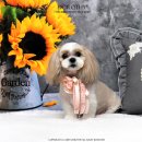 이든펫샵 이미지