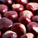 마로니에 이미지