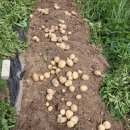높해서 감자수확 이미지