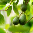 아보카도 이미지