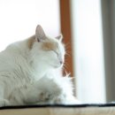 레오그루밍 이미지