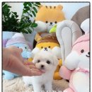 온퍼피 프리미엄 전주강아지분양 본점 | 사랑스러운 아이 만난 날 전주 강아지분양 온퍼피 강아지분양 전주본점 후기