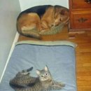 고양이 자리 이미지