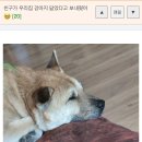 우리집강아지 이미지