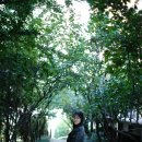 아라다이스