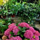 안영순 베이커리카페 이미지