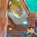 안서골흑염소