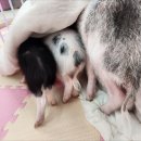 세종돼지 이미지