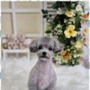 우리동네펫샵 이미지