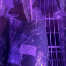 회나루 | 겨울은 대방어철이니까! 대나무숙성회관 마곡나루본점 후기 (마곡 횟집 제철회 숙성회 추천)