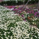 장미카센타 이미지