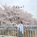 양평1보행육교 | 올해 서울 벚꽃 명소 안양천 벚꽃길 산책로 가는법 만개 주차 포토존 위치