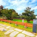 제주 도련동 귤나무류 이미지