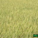 정미보리밥 이미지