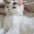 나만 없어 고양이 이미지