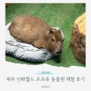 동물원 가는 길 | 제주도 가족여행 필수코스! “국내 최초 카피바라 특화 동물원” 모모쥬 동물원 솔직후기