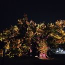 도동서원 | 달성군 가볼만한곳 도동서원 미디어파사드 일정 및 후기