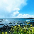 제주 올레길 7코스 이미지