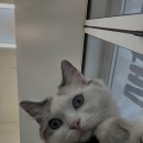 다옴헤어살롱 네이버블로그