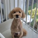 우리동네펫샵 | 작전동애견미용 우리동네펫샵에서의 특별한 변신 경험 후기