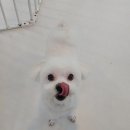 니니 애견 미용실 이미지