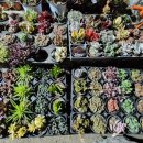 수림화원 - 용산구 회나무로44길 50 | 수림화원