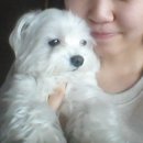 하늬동물병원 이미지