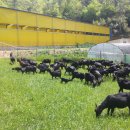 푸른흑염소농장 이미지