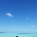 파우파우 이미지