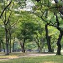 소나무정원 이미지