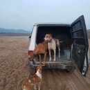 미미&코코 이미지