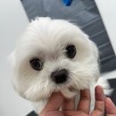 멍그라미 이발소 이미지