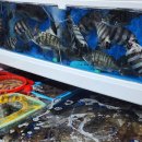 시장횟집 이미지