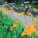 야생화길 이미지