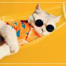 매일 비타민 D를 보충하면 노화속도를 줄인다 이미지