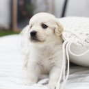 일산강아지분양 라펫 이미지