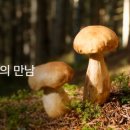 비전부스팅