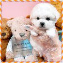 마마스미독 강아지분양 대전점 이미지