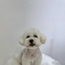 댕이멍이 이미지