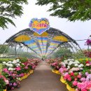 황룡강 꽃길 이미지