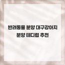 퍼피라운지 | 반려동물 분양 대구강아지분양 테디럽 추천