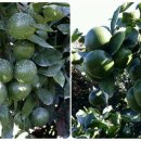 이백농장 이미지